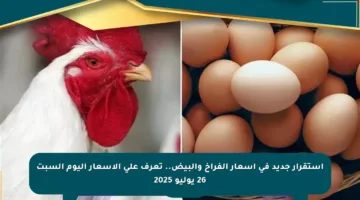 استقرار جديد في أسعار الفراخ والبيض.. تعرف على الأسعار اليوم السبت 26 يوليو 2025